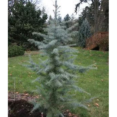 Eisregen Himalayan Cedar 7'