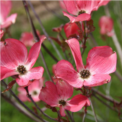 DOGWOOD, CHEROKEE BRAVE 2"