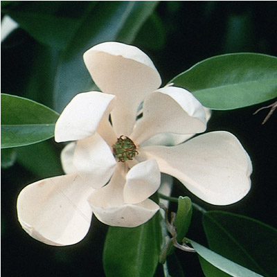 MAGNOLIA, SWEETBAY 2.5"