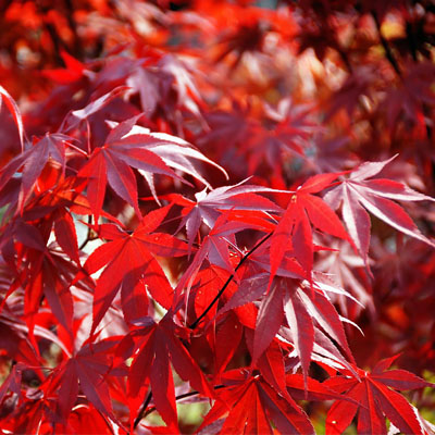 MAPLE, JAPANESE FIREGLOW 3'