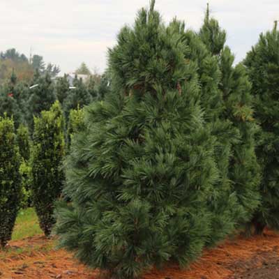 White Pine 7G