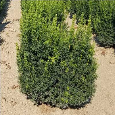 YEW, HICKSII 7 GALLON