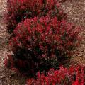 BARBERRY, PYGMY RUBY 1 GALLON