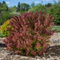BARBERRY, TOSCANA 3-5G