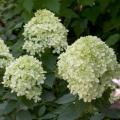 HYDRANGEA, LITTLE LIME STD 10 G