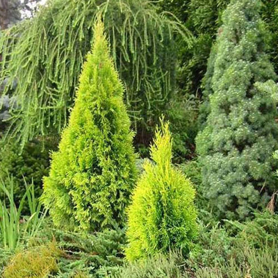 ARBORVITAE, HIGHLIGHTS 1 GALLON