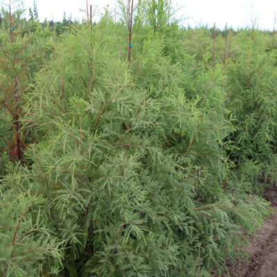 Shawnee Brave Bald Cypress 7G