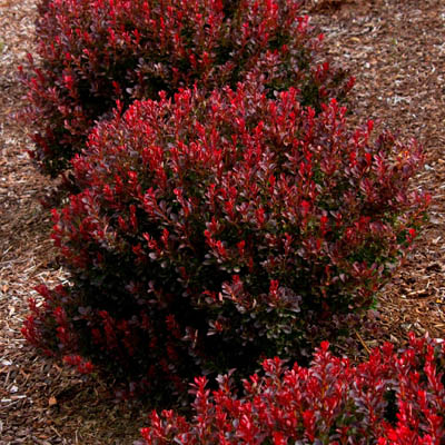 BARBERRY, PYGMY RUBY 1 GALLON