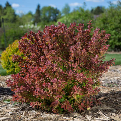 BARBERRY, TOSCANA 3-5G