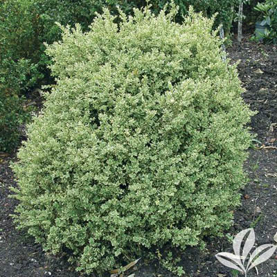 BOXWOOD, ELEGANTISSIMA 5 GALLON