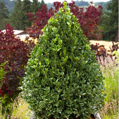 Green Mountain Pyramidal Boxwood (18")