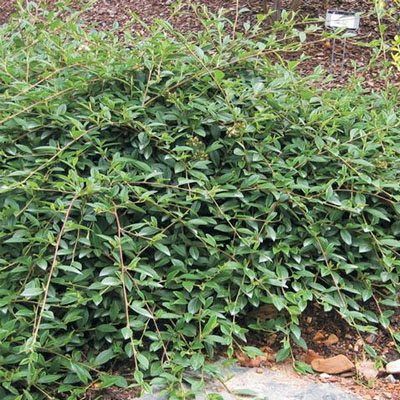 COTONEASTER, SCARLET LEADER 1 G