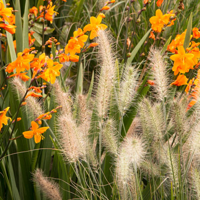 GRASS, LITTLE BUNNY 1 QUART