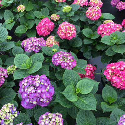 Let's Dance Big Band® Reblooming Hydrangea 2G