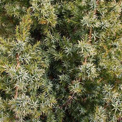 Departments - JUNIPER, STAR POWER 7 GALLON