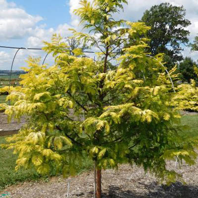 Amber Glow™ Dawn Redwood For Sale Online