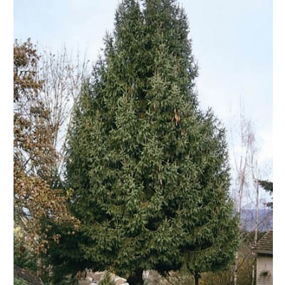 SPRUCE, NORWAY 6-7 GALLON