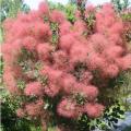 SMOKETREE, THE VELVET FOG 2 GAL