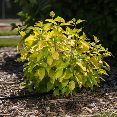 DOGWOOD, NEON BURST 3-5 GALLON