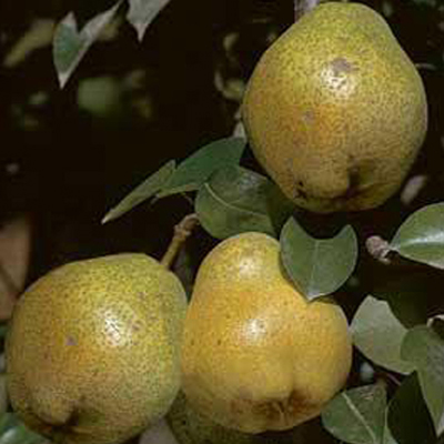 PEAR, KIEFFER 7 GAL