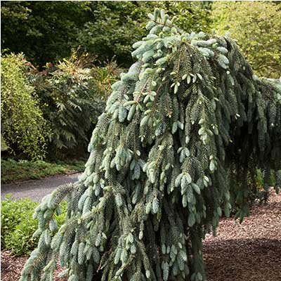 SPRUCE, GLAUCA THE BLUES 30"