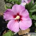 Woodbridge Rose of Sharon 'Althea' Tree 10G