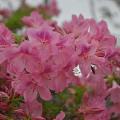 AZALEA, CHALT GLOWING PINK 3-5 G