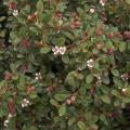 COTONEASTER, STREIBS FINDL 2 GAL