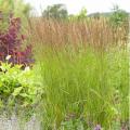 Prairie Dropseed Grass 8"