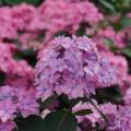 HYDRANGEA, LD CAN DO 2 GAL