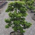 MAPLE, JAPANESE MIKAWA YATSUBUSA 4'