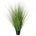 Zebra Fountain Grass