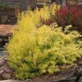 SPIREA, GOLD THREAD 2 GALLON