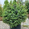 SPRUCE, SITKA PAPOOSE 5 GALLON