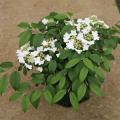 VIBURNUM, WABI-SABI 2 GALLON