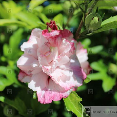 Danica Rose of Sharon 'Althea' Patio Tree 10G