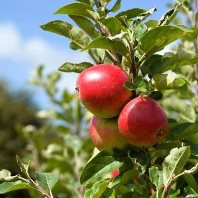 McIntosh Espalier Apple Tree (1.5")