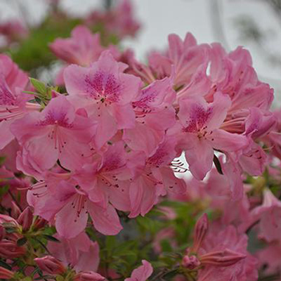 Chalet® 'Glowing Pink' Azalea 3-5G