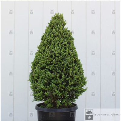 Green Mountain Cone Boxwood