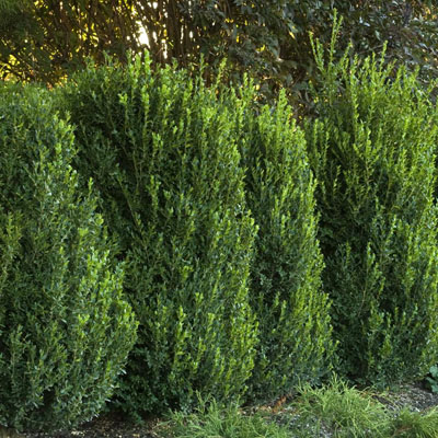 Green Mountain Select Boxwood 21"