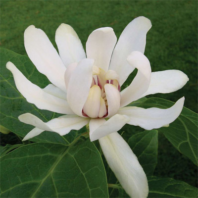 CALYCANTHUS, VENUS 2 GALLON