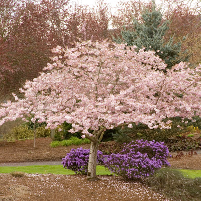 CHERRY, YOSHINO AKEBONO 1.75"