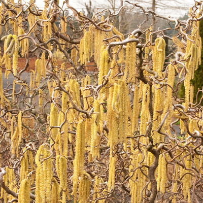 CORYLUS, CONTORTA 30"