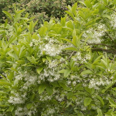 FRINGETREE, WHITE CLUMP 5 - 6