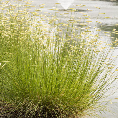 GRASS, BLONDE AMBITION 1 GALLON