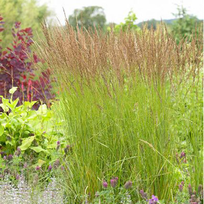 Prairie Dropseed Grass 8"