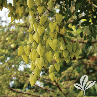 GOLDEN RAIN TREE 5 GALLON