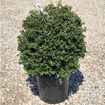 HOLLY, SCHWOEBEL COMPACTA 3-5 G