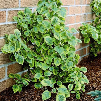 Climbing Miranda Hydrangea 2G