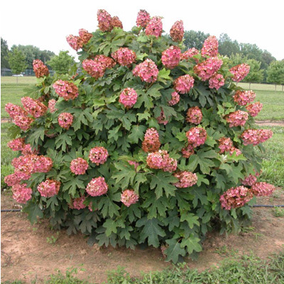 Queen of Hearts Oakleaf Hydrangea 3-5G